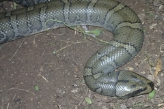 Homalopsis buccata