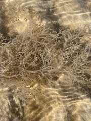 Amathia verticillata