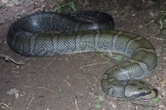Homalopsis buccata