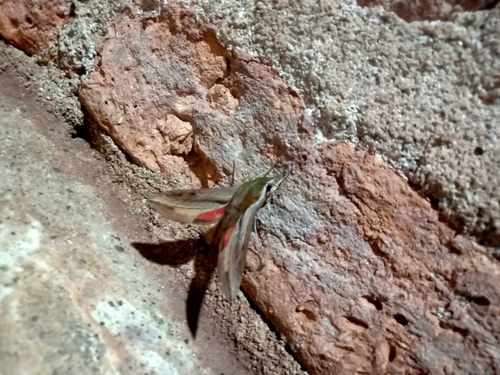 Vine Hawk Moth