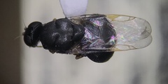 Stratiomyidae