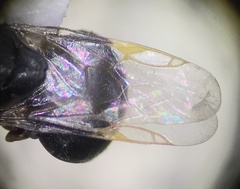 Stratiomyidae