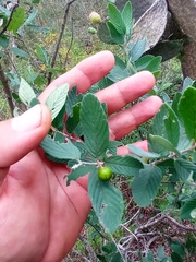 Karwinskia humboldtiana