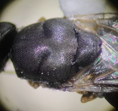 Stratiomyidae