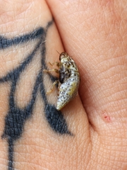 Cephisus siccifolius