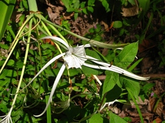 Hymenocallis littoralis