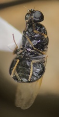 Stratiomyidae