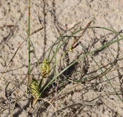 Carex pumila