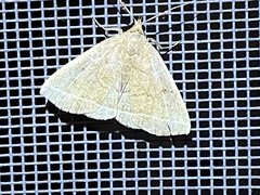 Zanclognatha marcidilinea