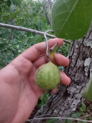 Casimiroa edulis