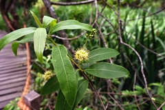 Terminalia australis