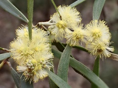 Acacia oswaldii