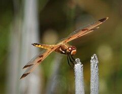 Libellula semifasciata
