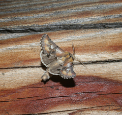 Pterotes eugenia