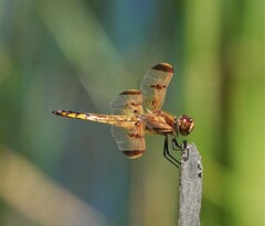 Libellula semifasciata