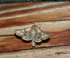 Pterotes eugenia