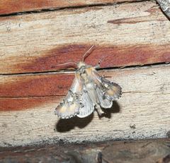 Pterotes eugenia