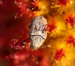 Trigonorhinus limbatus