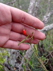 Capsicum annuum glabriusculum