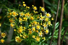 Senecio brasiliensis