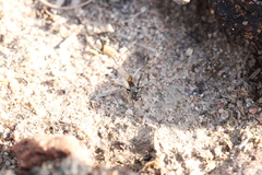 Ulidiidae