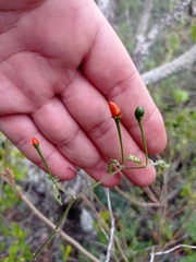 Capsicum annuum glabriusculum