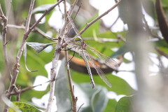Austrogynacantha heterogena