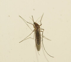 Culicidae