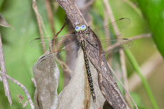 Austrogynacantha heterogena