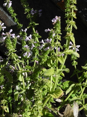 Stachys grandidentata