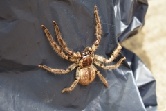 Polybetes pythagoricus