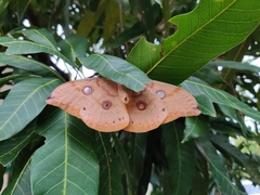 Antheraea paphia