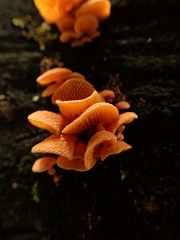 Favolaschia calocera
