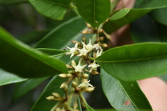 Sapotaceae