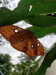 Antheraea paphia