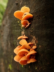 Favolaschia calocera