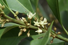 Sapotaceae