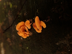 Favolaschia calocera