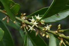 Sapotaceae