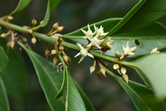 Sapotaceae