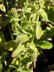 Stachys grandidentata