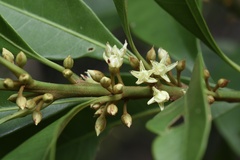 Sapotaceae