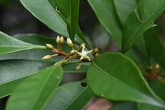 Sapotaceae
