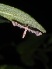 Lantanophaga pusillidactylus