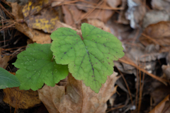 Tiarella