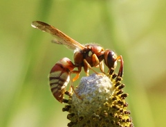 Euodynerus pratensis