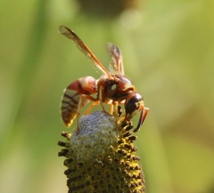 Euodynerus pratensis