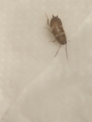 Periplaneta fuliginosa