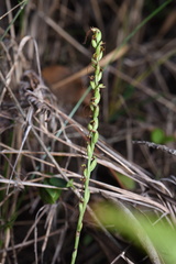 Peristylus tentaculatus