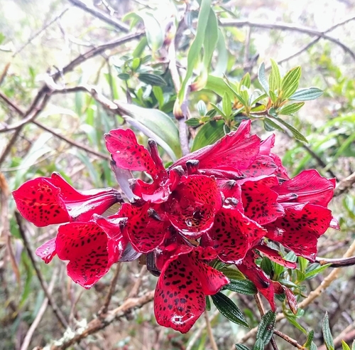 Bomarea formosissima (Bomarea formosissima)